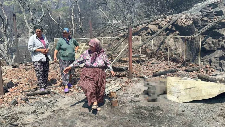 Aydın Bozdoğan’da Orman Yangınında Hayvanlar Telef Oldu